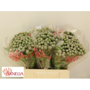 BRUN AYOBA SILV MOON