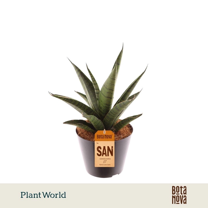 <h4>Sansevieria 'trifciata' Pineapple</h4>
