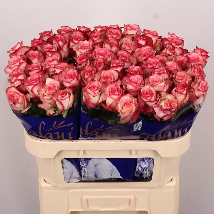 <h4>R GR PALOMA</h4>