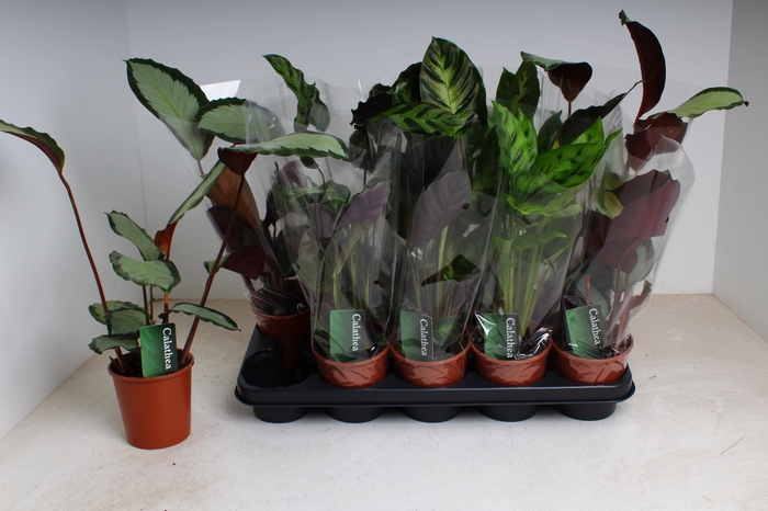 <h4>CALAT GEM 3 SRT</h4>