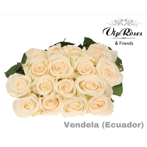 R GR VENDELA EC
