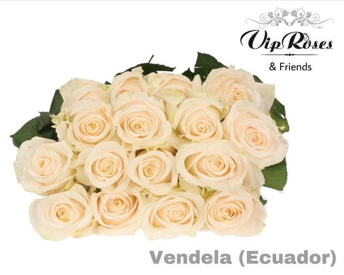 R GR VENDELA EC