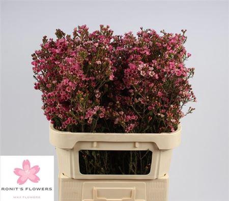 <h4>Chame Sarahs Delight 80cm</h4>