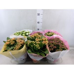 Kalanchoe blos.   ..rosebud mix GR