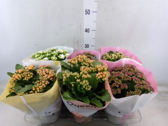 <h4>Kalanchoe blos.   ..rosebud mix GR</h4>