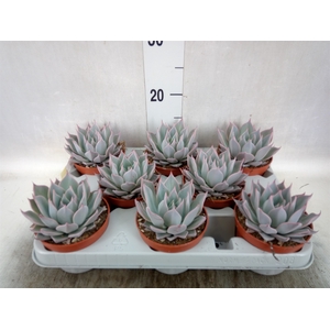 Echeveria   ...