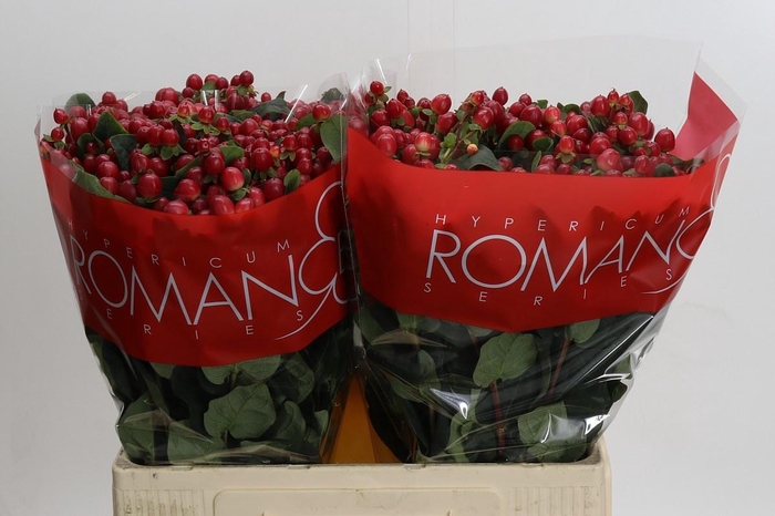 <h4>HYP TRUE ROMANCE</h4>