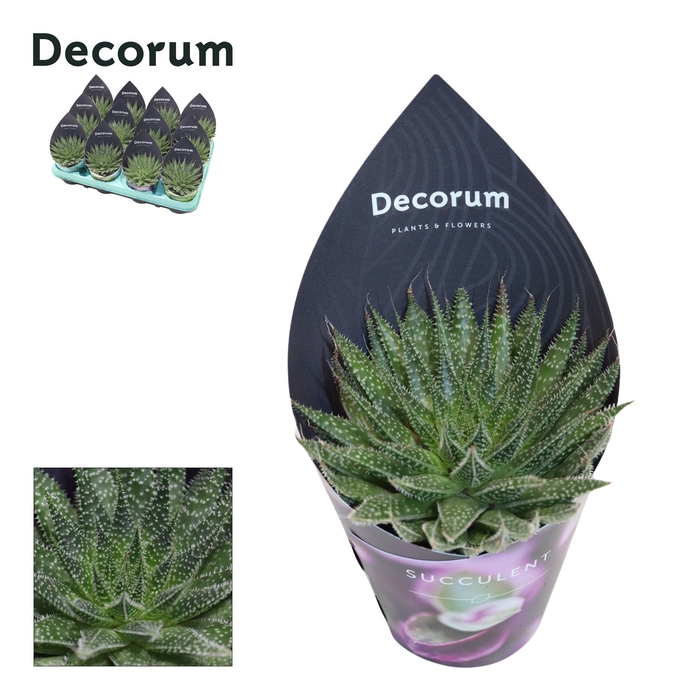 <h4>Aloe Aristata (Decorum) Decorum Potcover</h4>