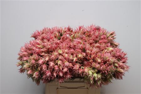 <h4>Blushing Bride Morning Star 6-9</h4>