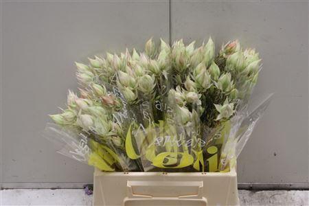 <h4>Blushing Bride 6/9 Flowers</h4>