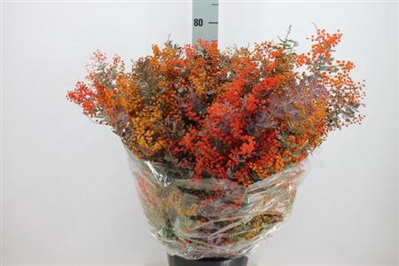 <h4>Acacia Mimosa Balyana Red 200 Gram</h4>