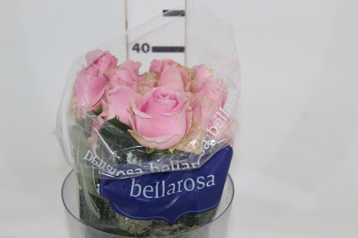 <h4>ROSA SHOCK AVALANCHE 040 CM ESTUFA</h4>