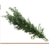 Ruscus Fine Medium Extra