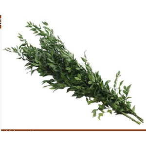 Ruscus Fine Medium Extra