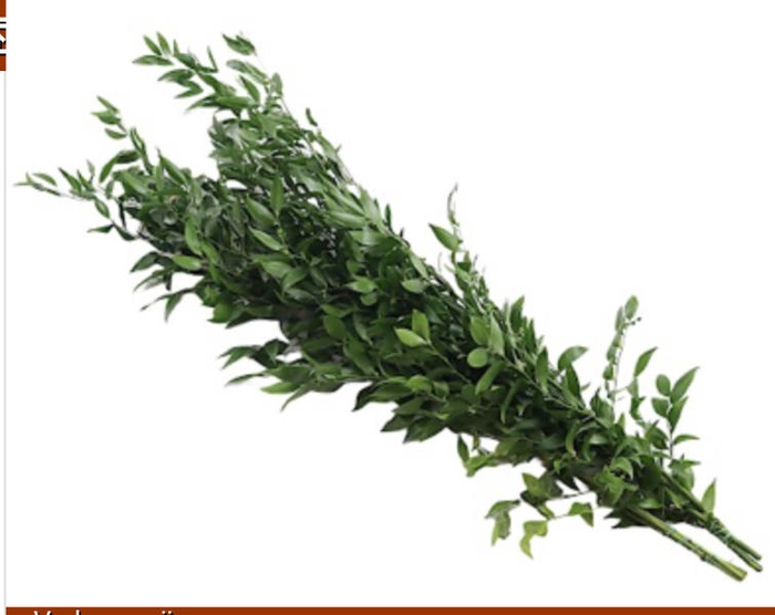 <h4>Ruscus Fine Medium Extra</h4>
