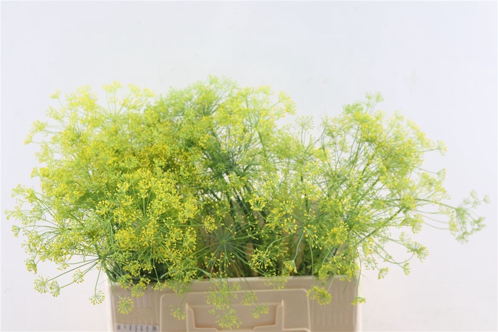 <h4>Anethem Graveolens 60cm</h4>