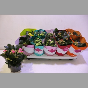 Kalanchoe Double Deluxe Mix