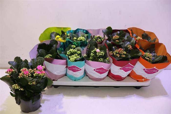 <h4>Kalanchoe Double Deluxe Mix</h4>