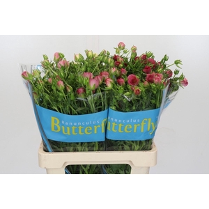 Ranunculus Butterfly Lycia