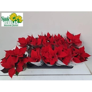 EUPHOR P CHR UNIVERS