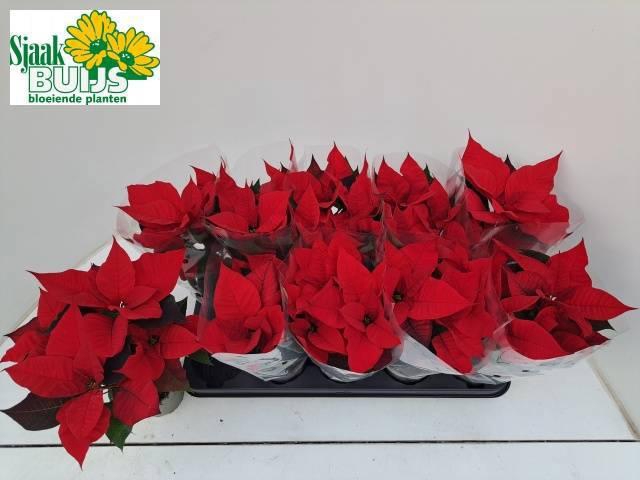 <h4>EUPHOR P CHR UNIVERS</h4>