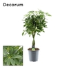 Schefflera Compacta (Nora) gevlochten stam (Decorum)