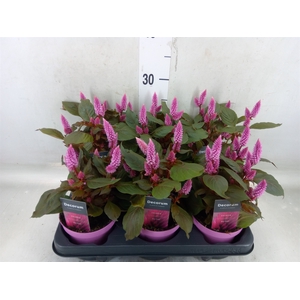 Celosia spic. 'Merida Pink'
