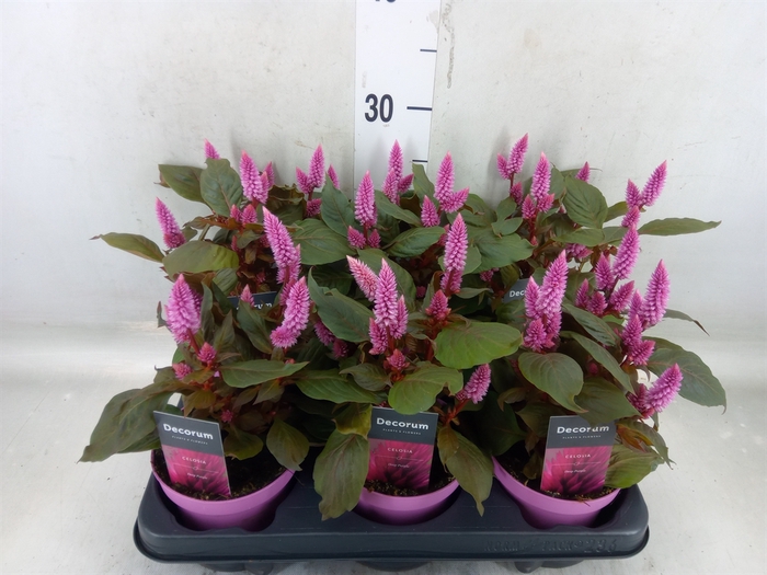 <h4>Celosia spic. 'Merida Pink'</h4>