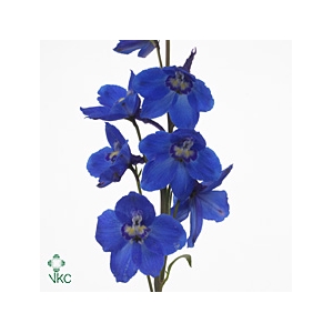 DELPHINIUM SEA WALTZ