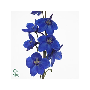 Delphinium Oriental Blue