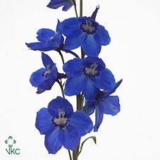 <h4>Delphinium Oriental Blue</h4>