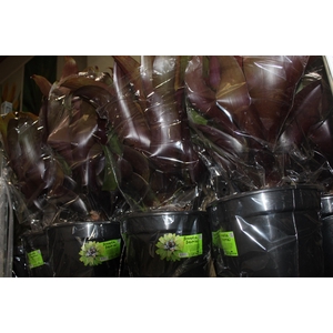 BROMELIA IMPERIAL P27 VERMELHO