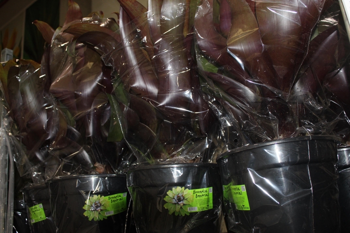 <h4>BROMELIA IMPERIAL P27 VERMELHO</h4>