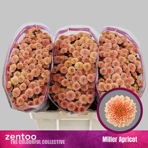 CHR S MILLER APRICOT
