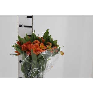 ALSTROEMERIA ORANGE QUEEN 080 CM