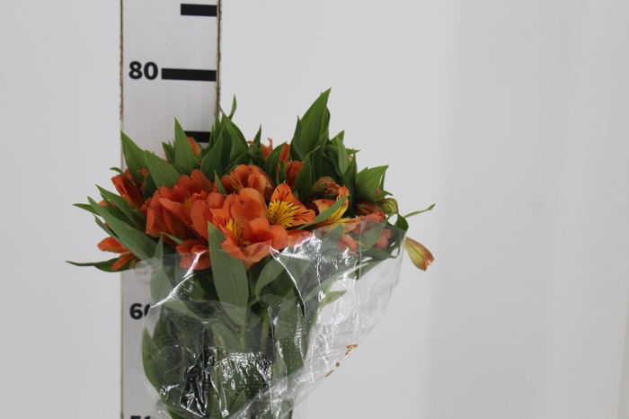 <h4>ALSTROEMERIA ORANGE QUEEN 080 CM</h4>