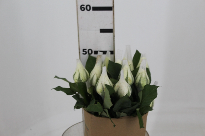 <h4>ROSA TINEKE 050 CM CAMPO</h4>