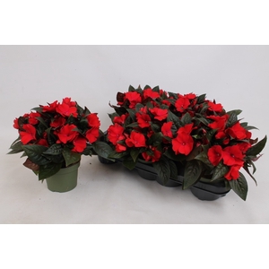 IMPAT PATTIC D RED