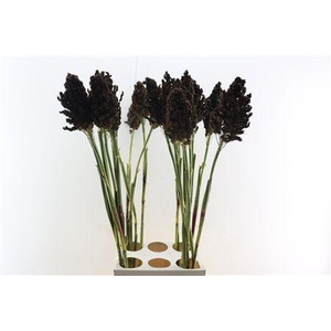 SORGHUM BICOLOR