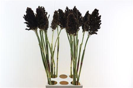 <h4>SORGHUM BICOLOR</h4>