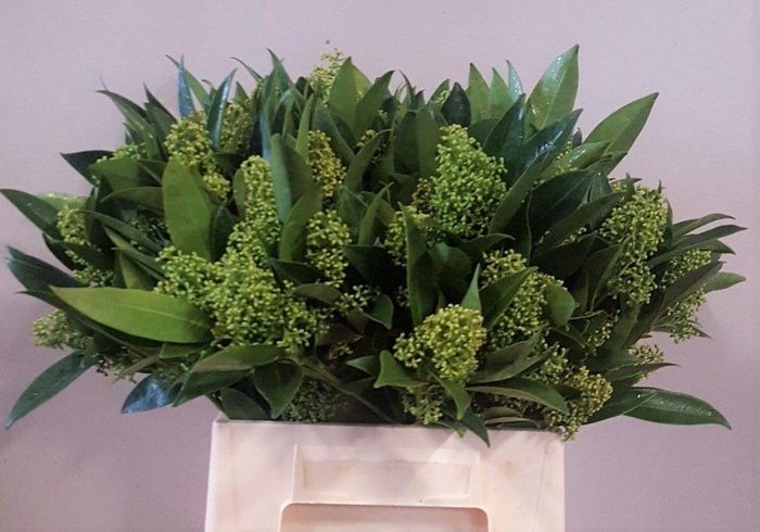 <h4>SKIM C KEW GREEN BS</h4>