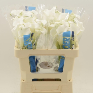 Calla White Mambo