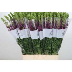 Antirrhinum Red