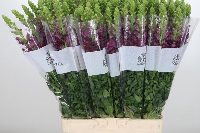 <h4>Antirrhinum Red</h4>