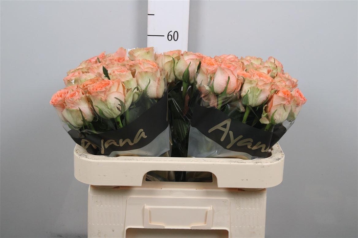 <h4>R Gr Barbarella</h4>