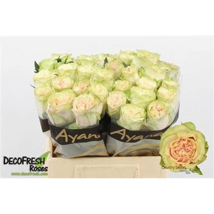 Rosa a grande fleur Country Spirit Secret