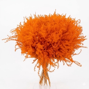 Dried Stipa Feather Orange
