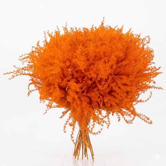 <h4>Dried Stipa Feather Orange</h4>
