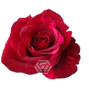 R GR RED PANTHER Tessa