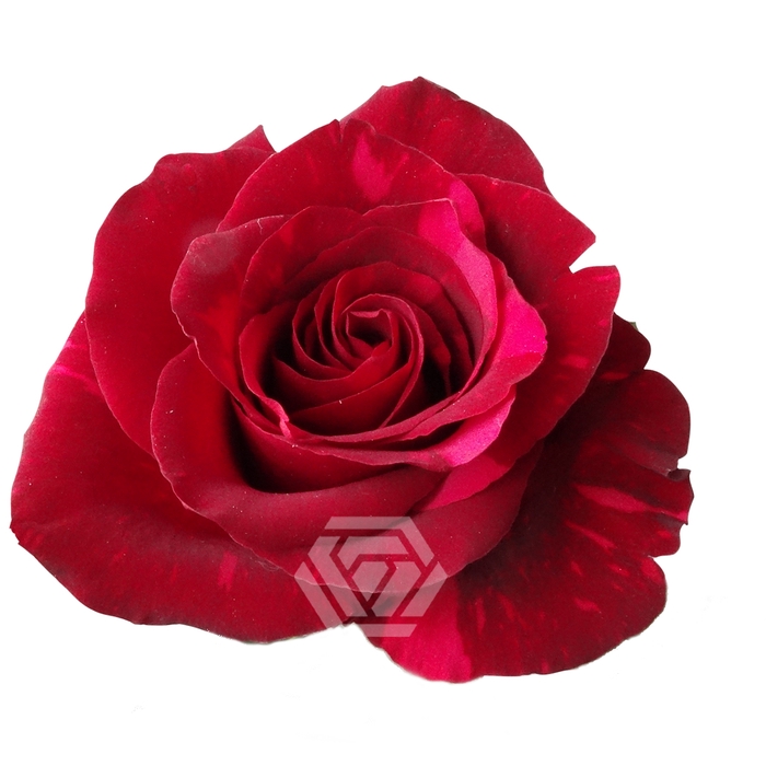 <h4>R GR RED PANTHER Tessa</h4>